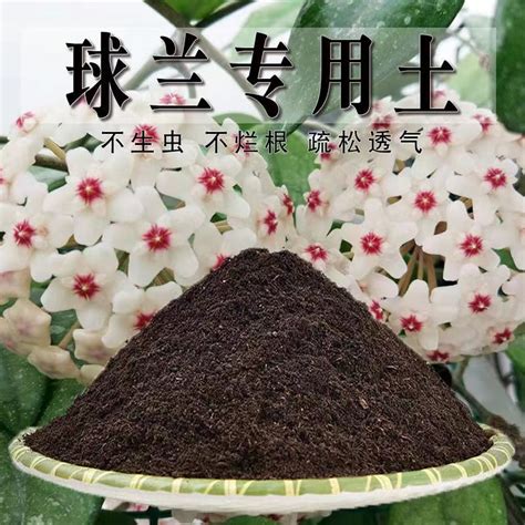 子球是什麼|子球種植：土壤選擇指南